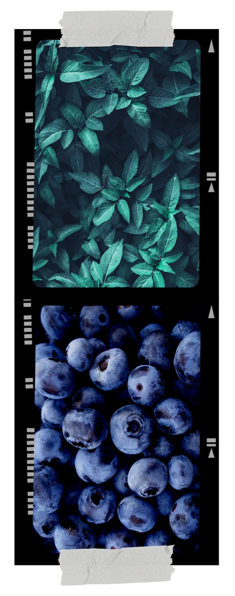 Morceau de pellicule avec une photo de feuilles et une photo de myrtilles.